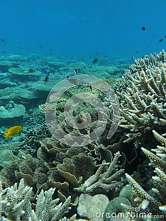 Comoros island nioumachoua coral reefs branching corals Stock Photo