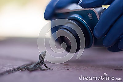 A compact camera held by blue gloved hands approaches a small lizard that faces him defiantly. Stock Photo