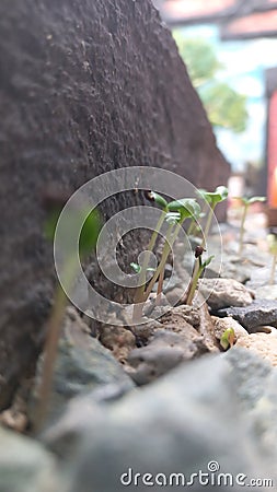 Compact growth tree Stock Photo