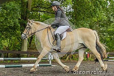 Companion Animals - Horses Editorial Stock Photo