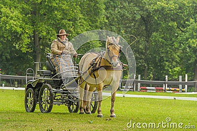 Companion Animals - Horses Editorial Stock Photo