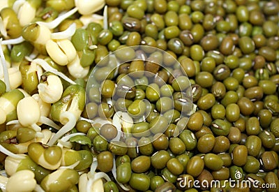 Companion of closeup germinated sprouted mung and dry mung lentils beans texture background image Stock Photo