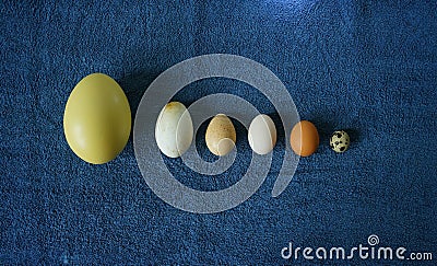 Various eggs comparison Stock Photo
