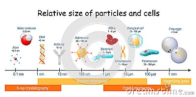 Comparison size of particles and cells on biological scale Vector Illustration