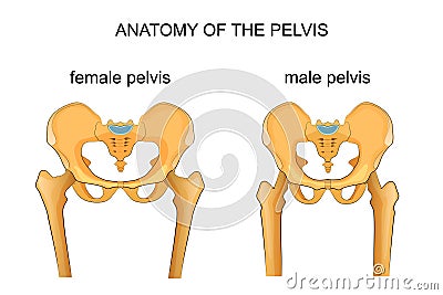 Comparison of the skeleton of the male and female pelvis Vector Illustration