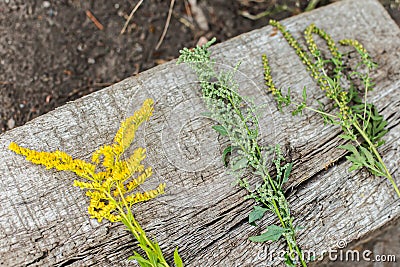 Comparison of Solidago, wormwood or Artemisia absinthium and Ambrosia during flowering in summer. Soft focus Stock Photo