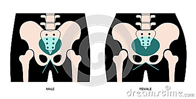 Muscular pelvis xray Vector Illustration