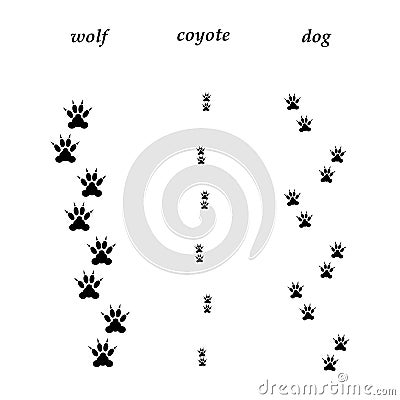 Comparison of wolf, coyote and dog trails. Vector Illustration