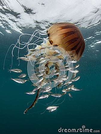 Compass Jellyfish, Chrysaora hysoscella and baitfish Stock Photo