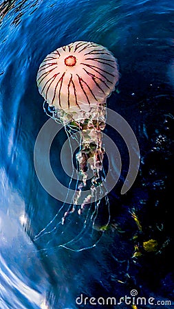 Compass jellyfish ,Chrysaora hysoscella, swimming in County Donegal - Ireland Stock Photo