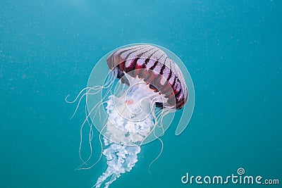 Compass-jellyfish Chrysaora hysoscella swimming in open water. Stock Photo