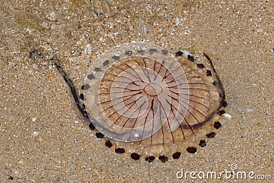 Compass jellyfish Chrysaora hysoscella Stock Photo