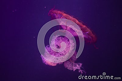 Compass Jellyfish Stock Photo