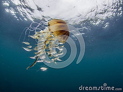 Compass Jellyfish showing it`s tentacles and bell with juvenile horse mackerel Stock Photo