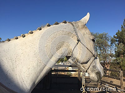 Paso Robles october 2017 - plaited braided gray quarter horse gelding Stock Photo