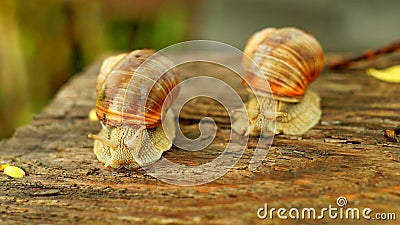 Competition in speed between two big snails Stock Photo