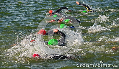 Competitors swimming in at the end of the swimming stage at Triathlon. Stock Photo