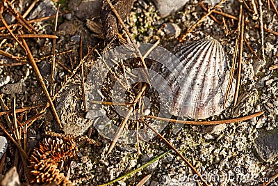 Complete dirty Scallop shell on ground background. Stock Photo