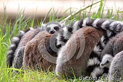 Complete family of Ring-tailed lemurs Stock Photo