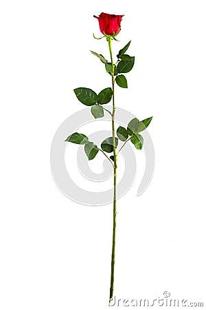 Complete long stem vertical red rose Stock Photo