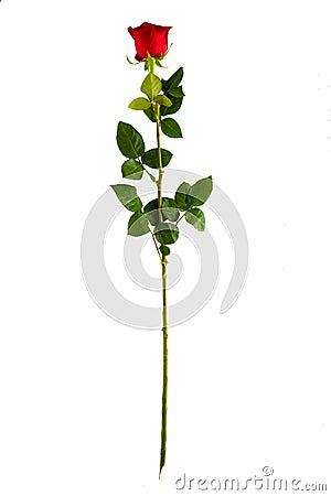 Complete long stem vertical red rose Stock Photo
