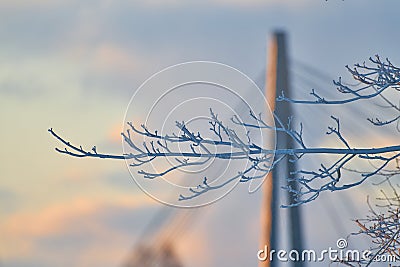 Frozen branch on extremely cold morning Stock Photo