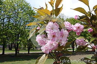 Completely opened double pink flowers of sakura Stock Photo