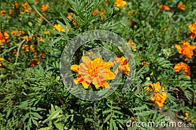 Completely opened orange flower head of Tagetes patula Stock Photo