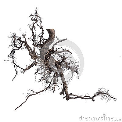 Complex branching roots tree isolated on white Stock Photo