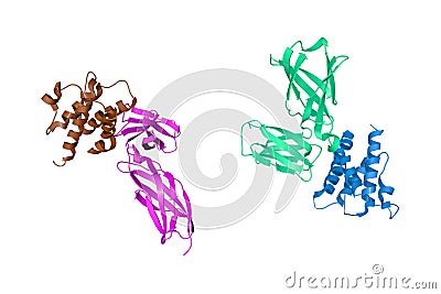 Complex of human interleukin-7 with non-glycosylated interleukin-7 receptor alpha ectodomain. Ribbons diagram with Cartoon Illustration