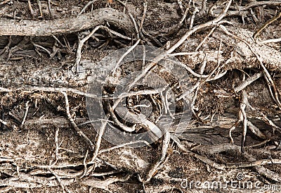 Complex interlacing, withered tree branches, Stock Photo