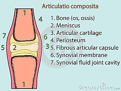 Complex joint vector. Anatomical atlas Vector Illustration