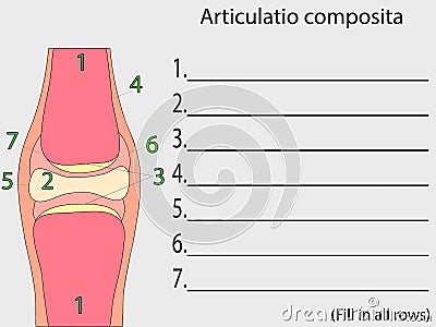 Complex joint vector. Education anatomical atlas Vector Illustration