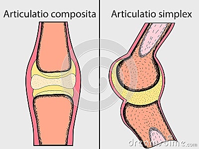 Complex and simple joint vector illustration. Vector Illustration