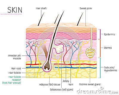 Human Anatomy, Skin And Hair Diagram Vector Illustration