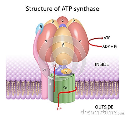 The components of ATP synthase, a rotary motor Stock Photo