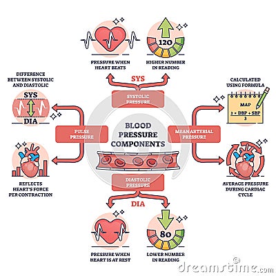 Components of blood pressure and normal heart rate control outline diagram Vector Illustration