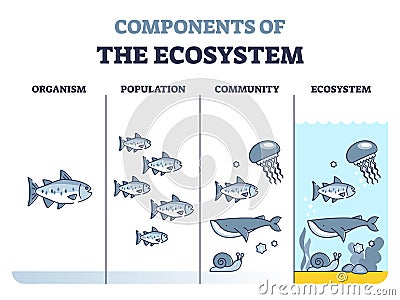 Components of ecosystem as organism, population and community outline diagram Vector Illustration