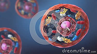 Components of Eukaryotic cell, nucleus and organelles and plasma membrane Cartoon Illustration