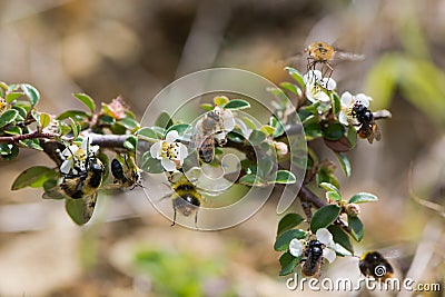 Composite of British bees and mimics Stock Photo