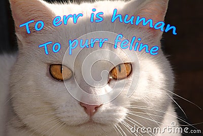 Human Err & Feline Purr Stock Photo