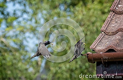 Composite shot of flying starling coming into land with worm in beak Stock Photo