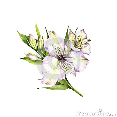 Composition with alstroemeria. Hand draw watercolor illustration Cartoon Illustration