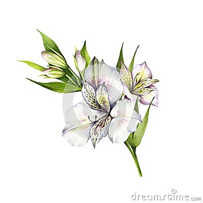 Composition with alstroemeria. Hand draw watercolor illustration Cartoon Illustration