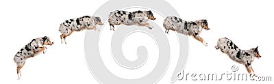 Composition of Australian Shepherd dogs jumping Stock Photo