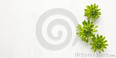 Composition of beautiful green succulent plants on light background. Top view, echeveria house plants Stock Photo