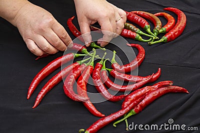 Composition of big organic red chili pepper, hands of young woman Stock Photo