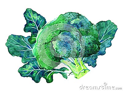 Composition with broccoli cabbage and leaves. hand drawn watercolor illustration Cartoon Illustration