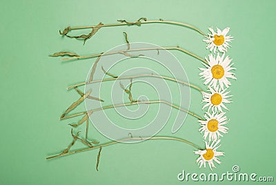 Composition chamomiles flowers on color paper background Stock Photo