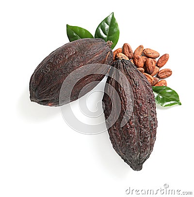 Composition with cocoa pods on white background Stock Photo